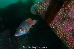 Cuckoo Wrasse on a British Reef by Henley Spiers 